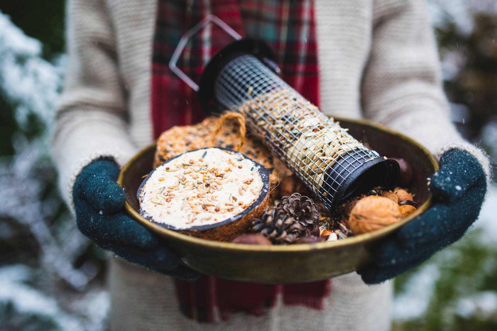 How to Feed Birds During Winter