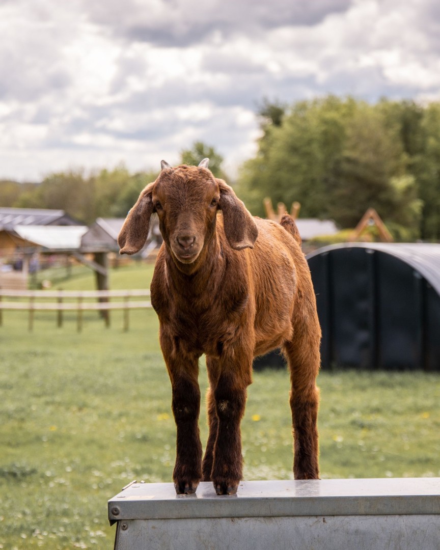 Cotswold Farm Parks Gets Ready to Open Its Gates For 2024