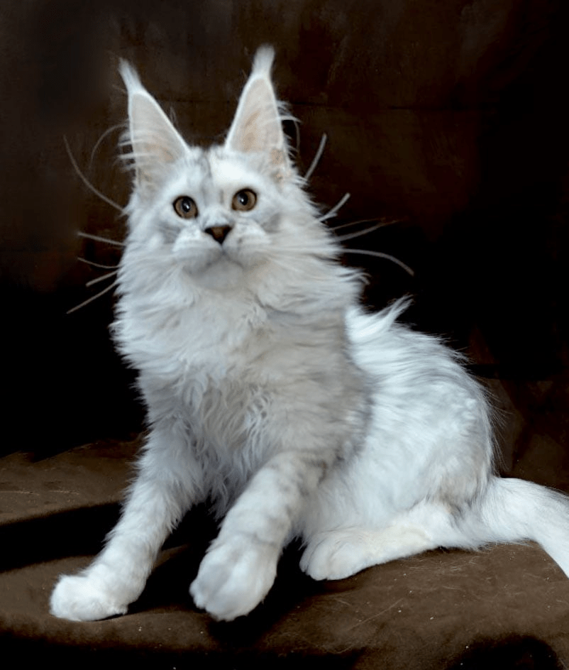 High silver maine coon kitten Europe Oxymoron cattery