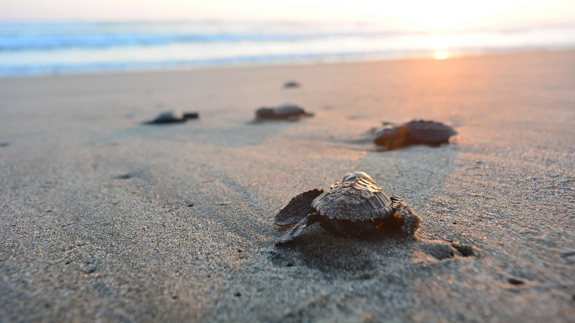Family Holiday Turtle Conservation in Costa Rica