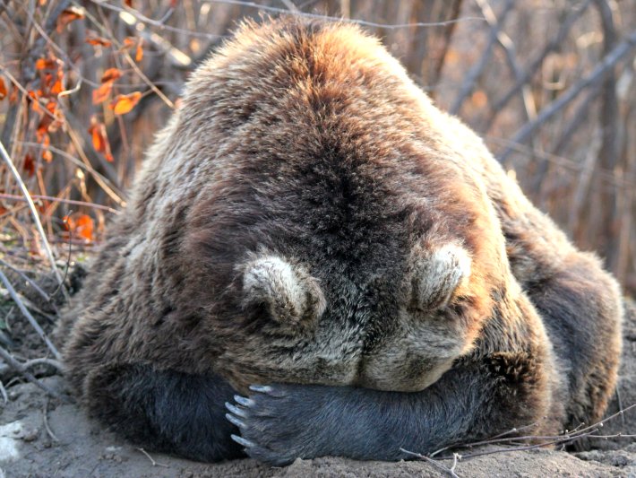 Top 17 charities and organisations that help endangered
