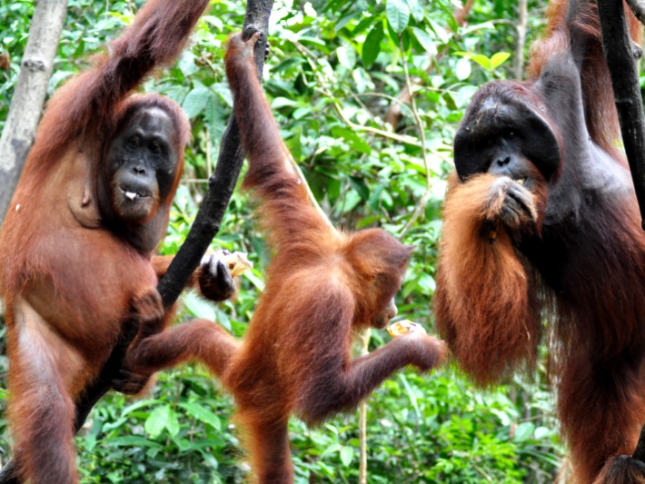 Top 17 charities and organisations that help endangered