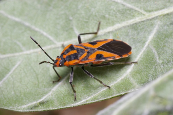 Milkweed Bug (Spilostethus sp)