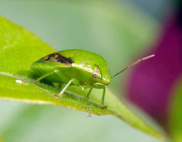 Green Stink Bug (Plautia affinis)