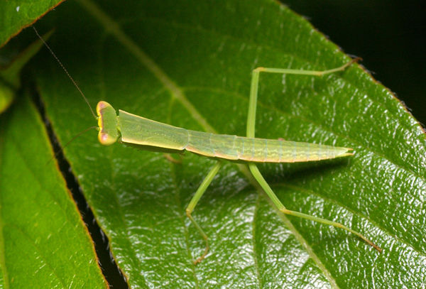 Garden Mantis (Orthodera ministralis)