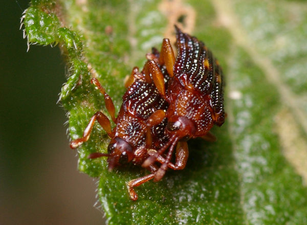 Lantana Leafminer (Uroplata girardi)
