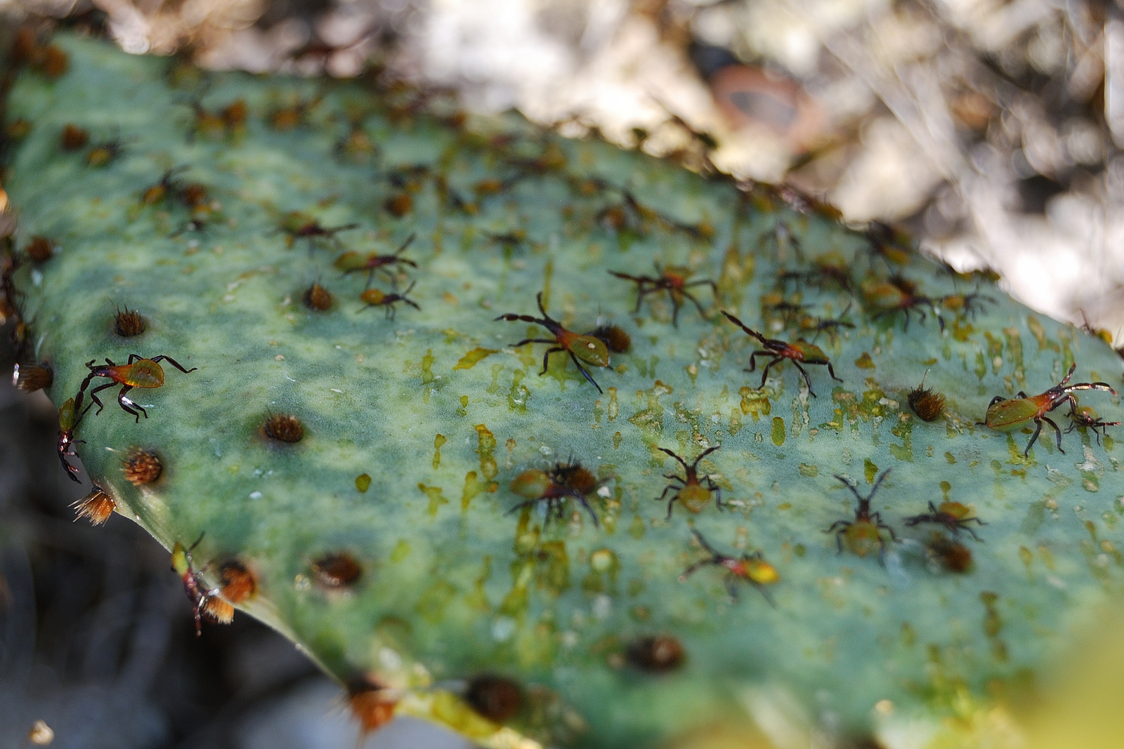 Cactus Coreid Bugs on Prickly Pear Cactus Ozarks Walkabout