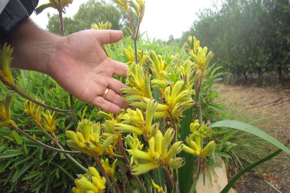 Pruning Kangaroo Paws Made Easy Essential Tips & Techniques