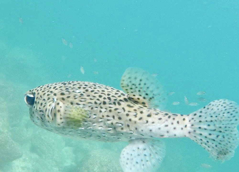 My Review of Punta De Mita, Mexico Ounce of Salt