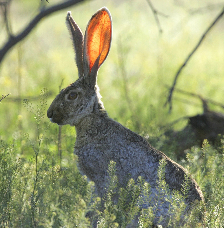 Photo Gallery Ozona, Texas