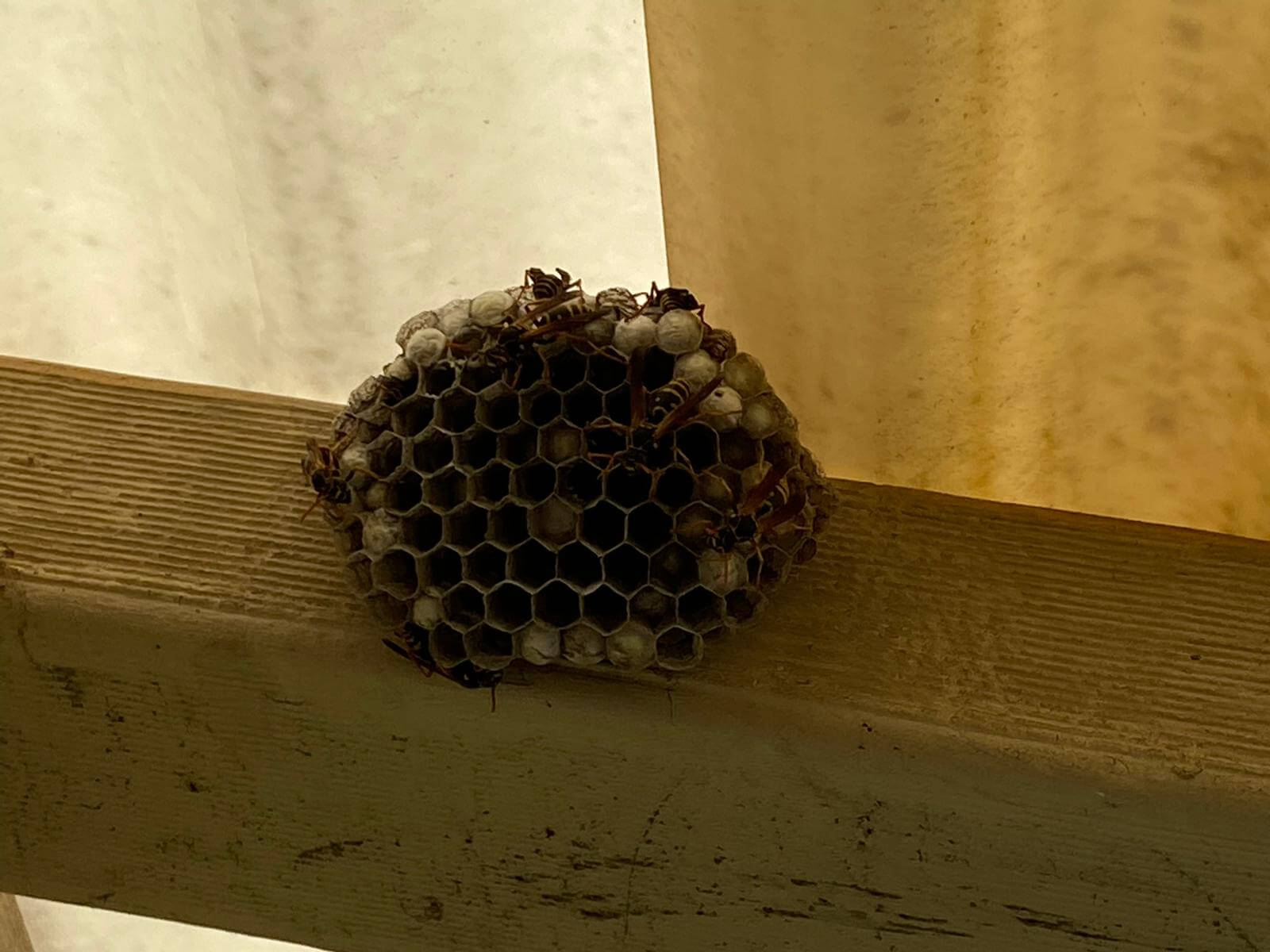 Gallery OZ Pest Control Canberra