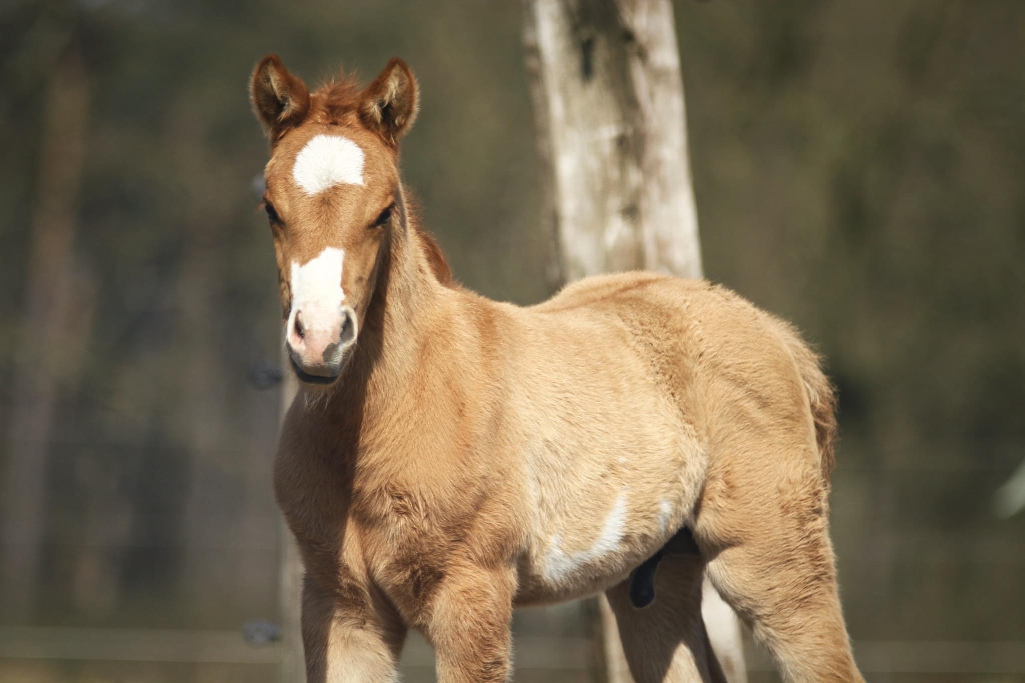 Red dun overo APHA Paint Paarden te koop