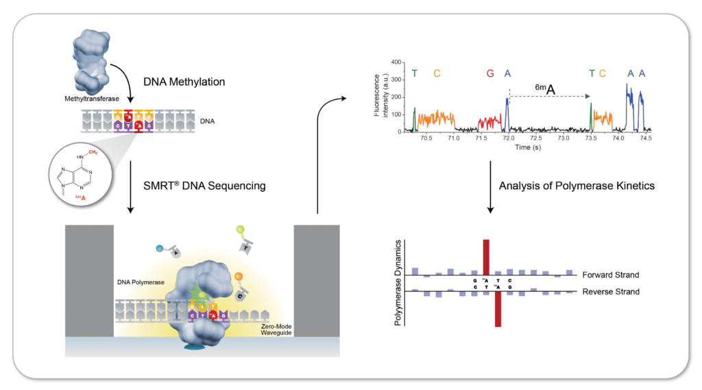 SMRT Sequencing PacBio