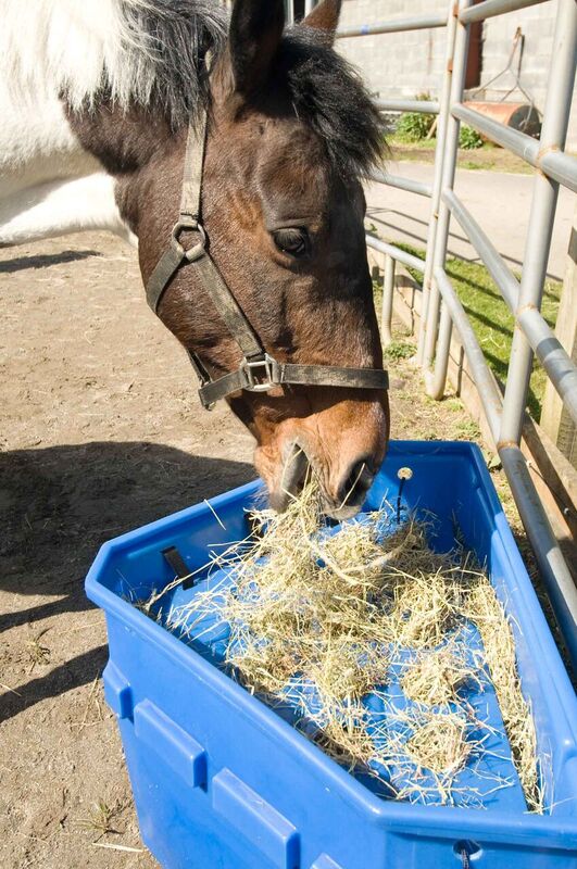 What To Feed A Horse With Gastric Ulcers