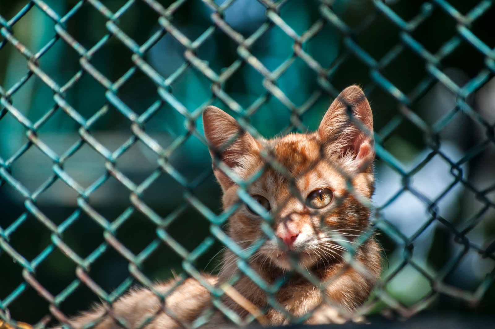 How To Keep Dog From Jumping Chain Link Fence