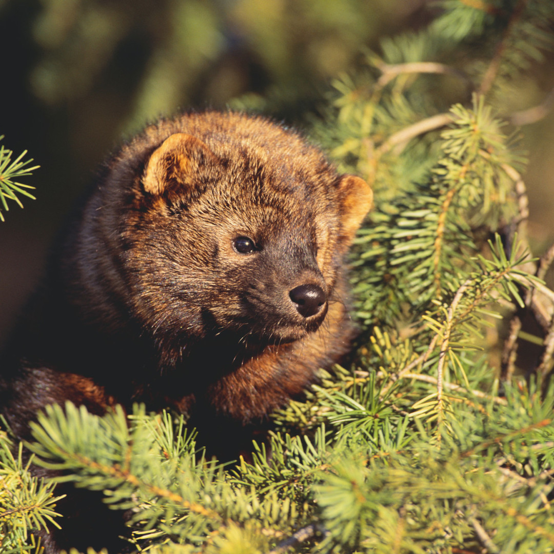 Fisher in Pine Tree Pacific Forest Trust