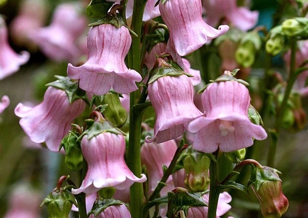 In floriography, it represents gratitude, or faith and constancy. Pacific Horticulture Society | Bellflowers