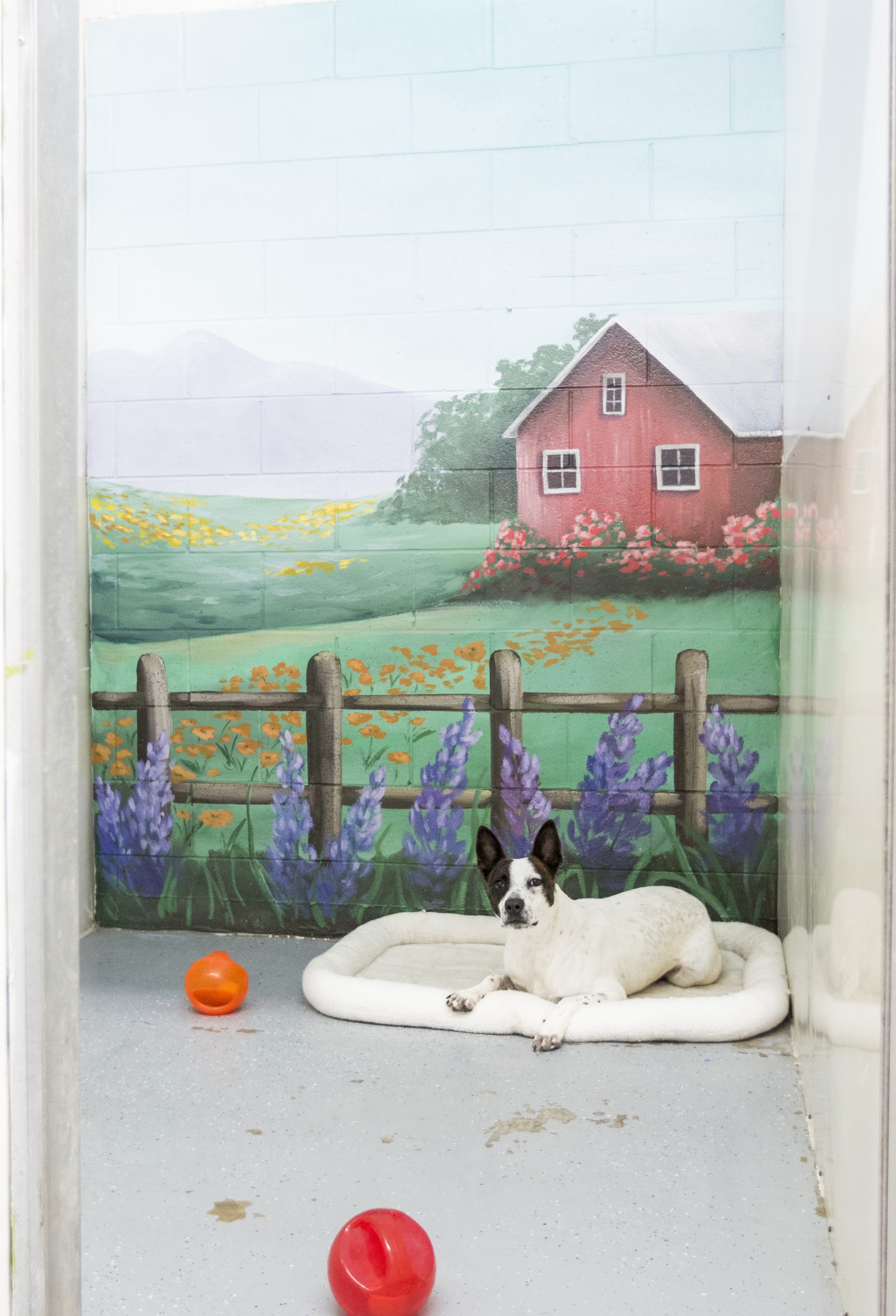 PPR Suite 2 Pacific Pet Resort™