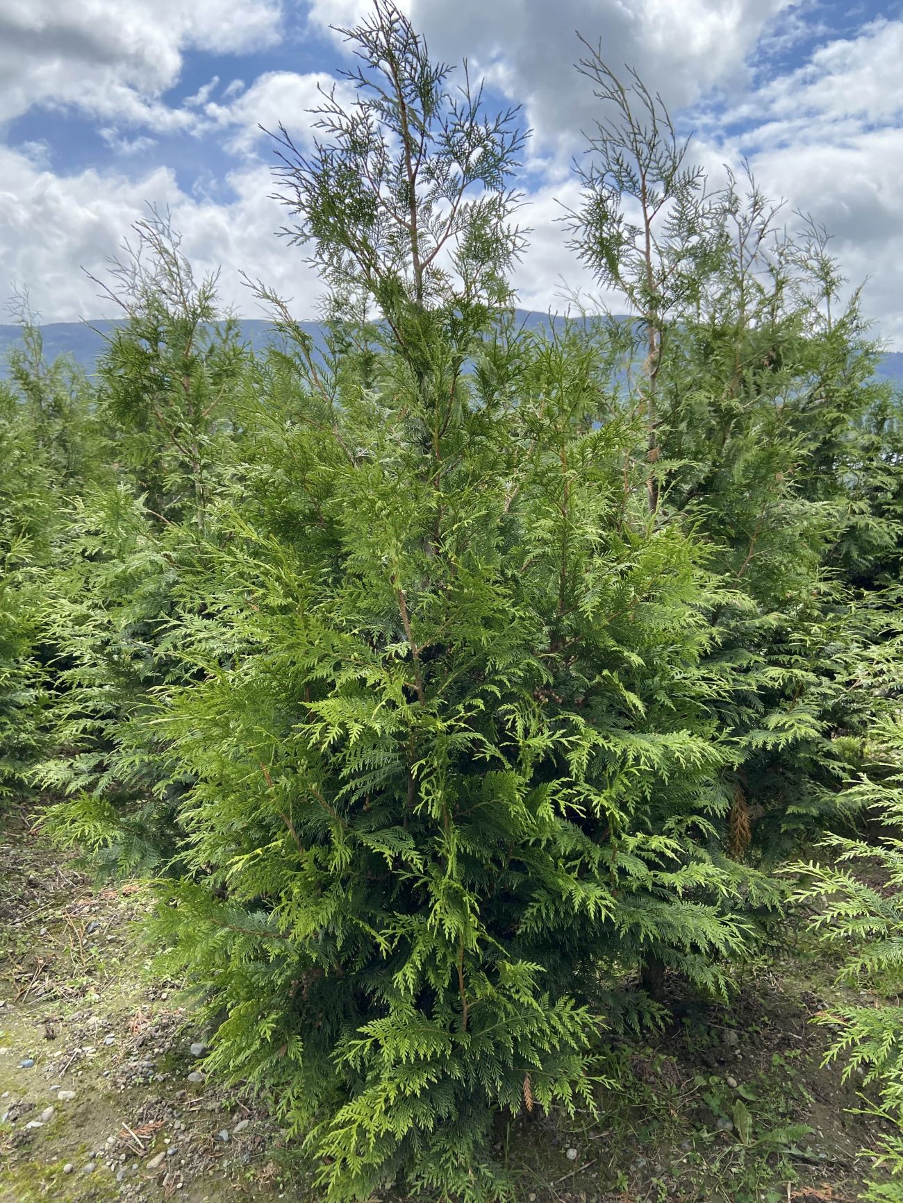 Emerald Cedar Trees for Sale Surrey, Langley, Abbotsford and BC