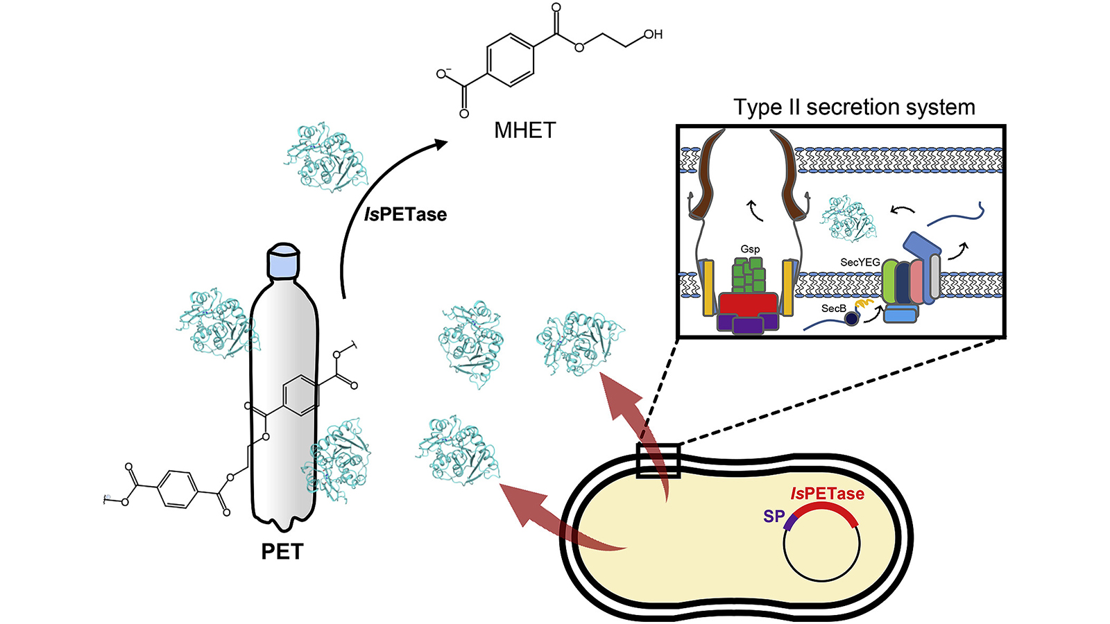 Plastic Eating Enzyme would help to clear the Landfill by breaking down plastic waste