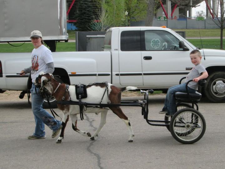 Weld County Goat Extravaganza! GoatORama