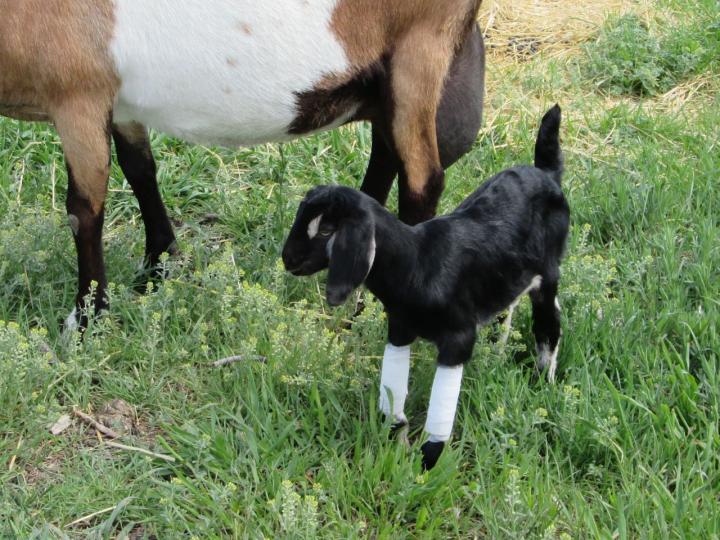 Phil Hassey Goat Pediatrician Extraordinaire! GoatORama