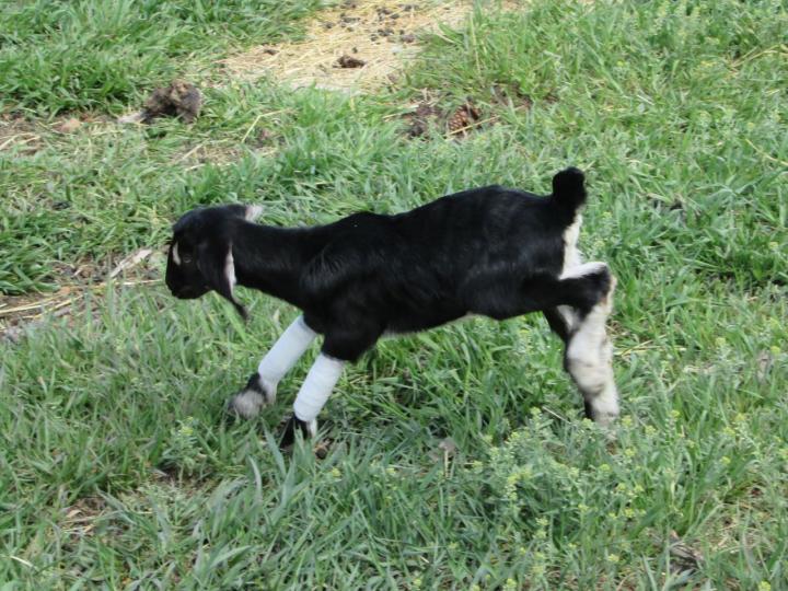 Phil Hassey Goat Pediatrician Extraordinaire! GoatORama