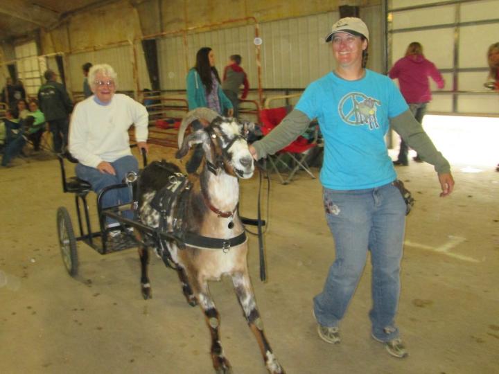 Weld County Goat Extravaganza Cont. GoatORama