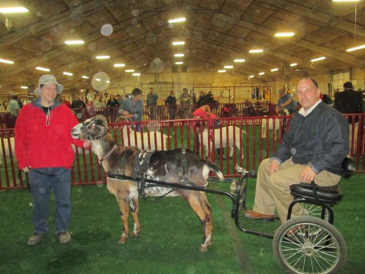 Weld County Goat Extravaganza Cont. GoatORama