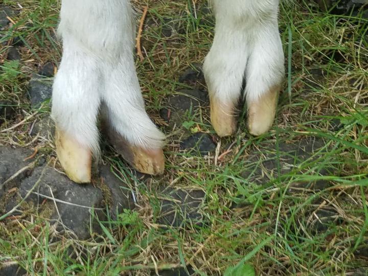 My Lead Goat's Foot ProblemAdvice?
