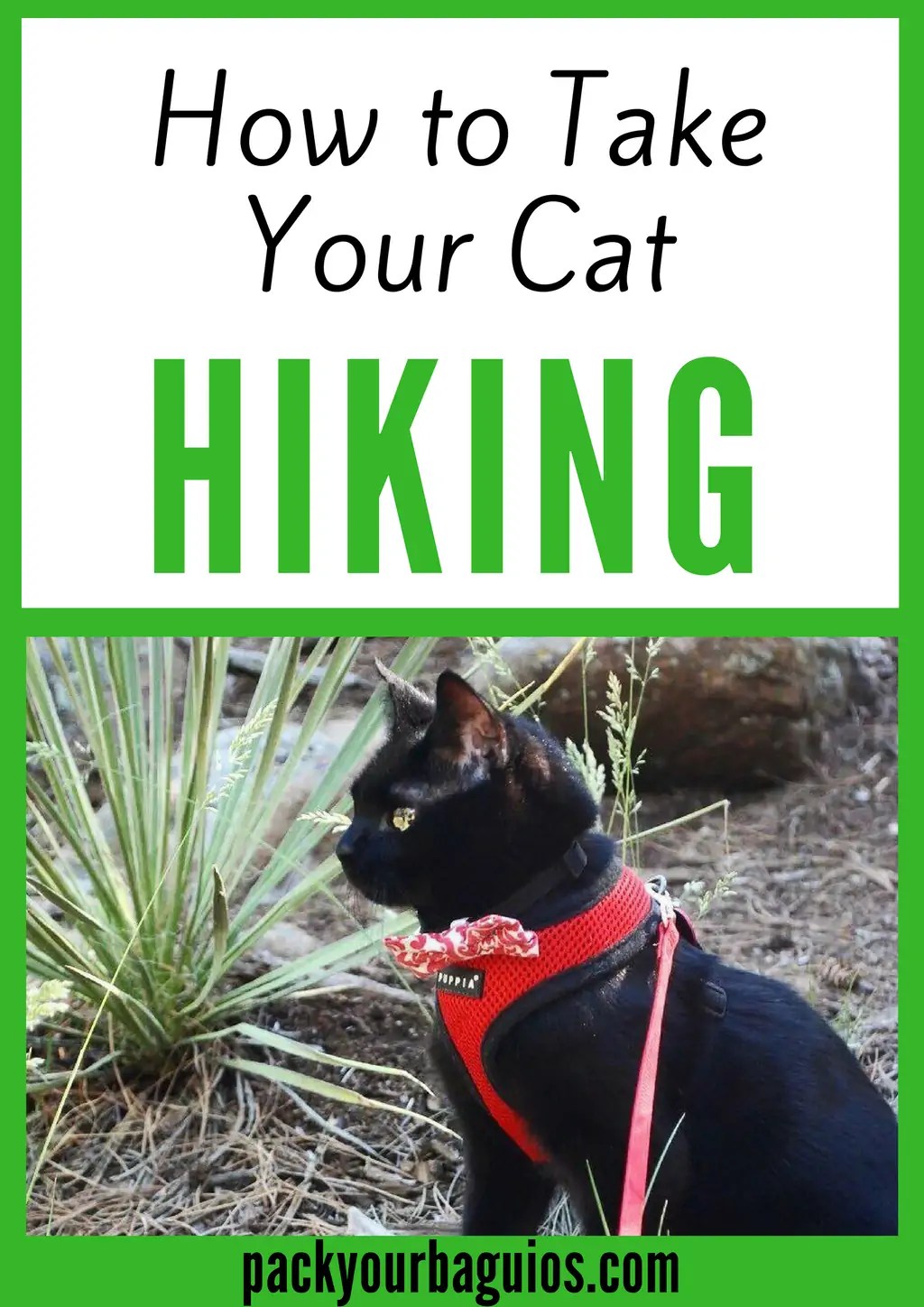 How to Take Your Cat Hiking