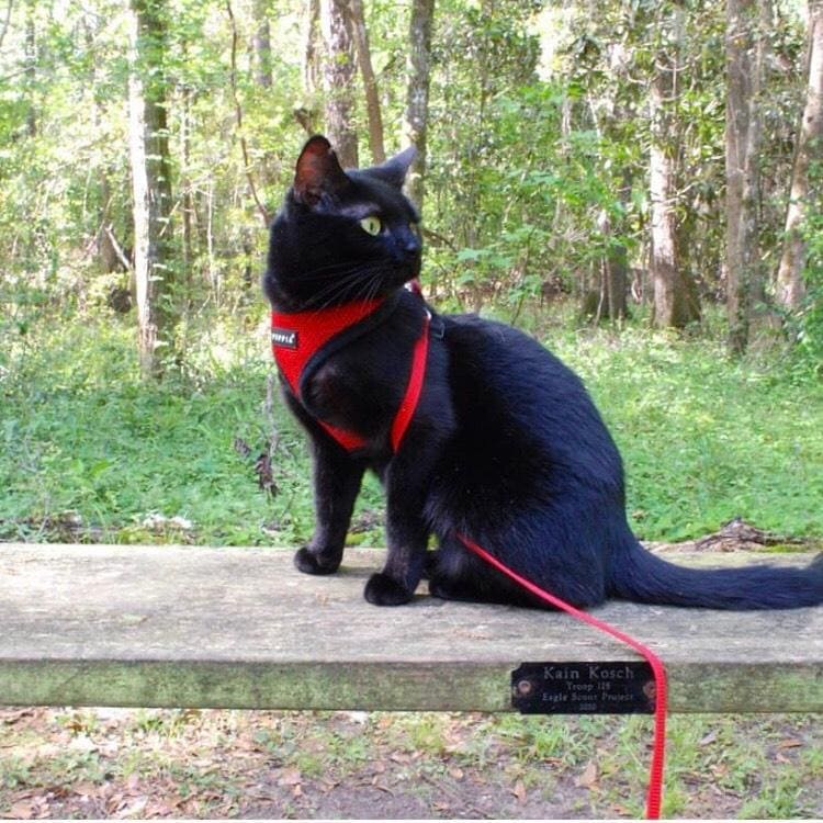 How to Take Your Cat Hiking