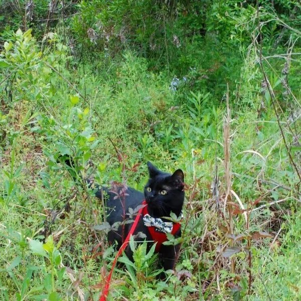 How to Take Your Cat Hiking