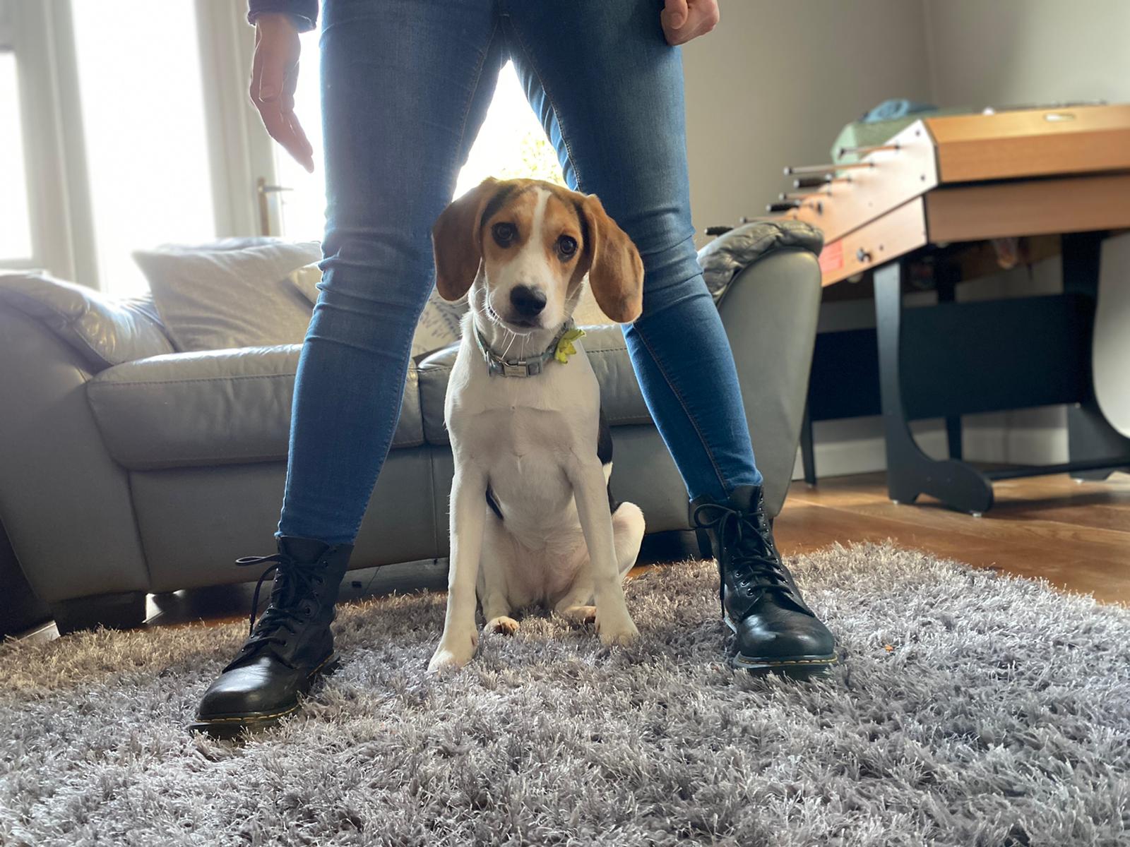 Our Services Pads n Paws