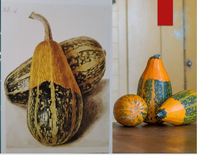 The Roughwood Seed Collection and Garden are a Living Plant Library