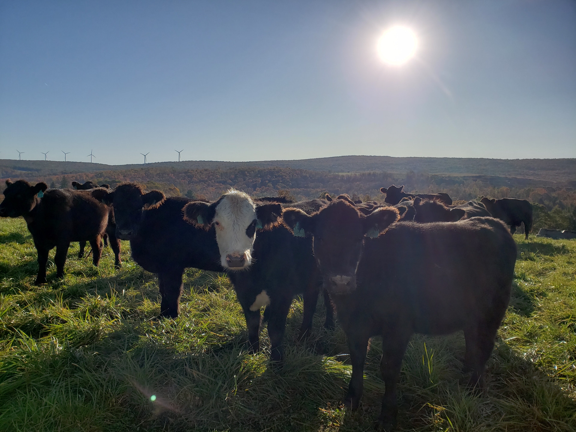 Meet Three Pennsylvania Beef Farmers from Western PA — PA Eats