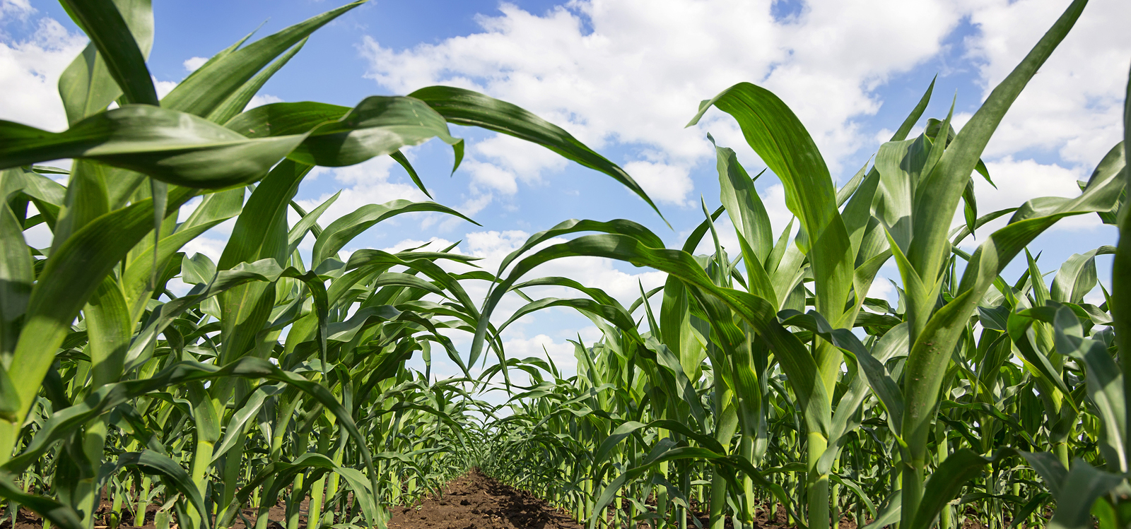 Home Pennsylvania Grain Processing