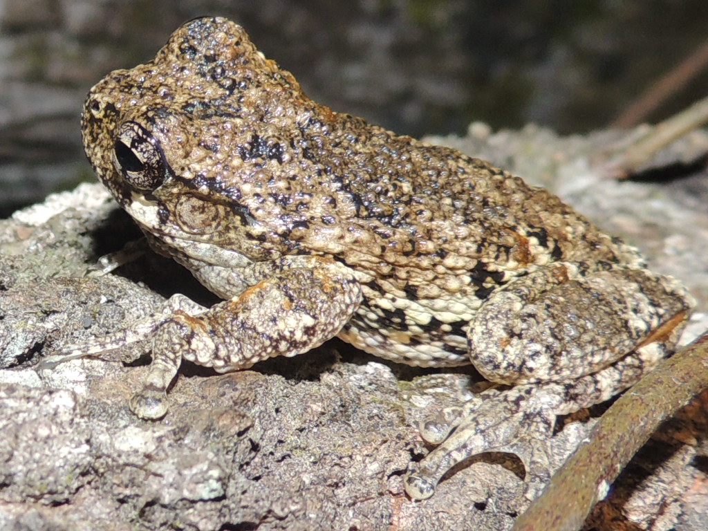 PA HERP IDENTIFICATION » Eastern Gray Treefrog