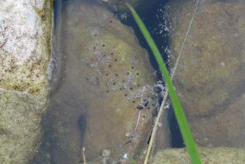 PA HERP IDENTIFICATION » Eastern Gray Treefrog