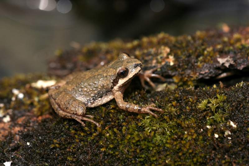 Mountain Chorus Frog PA HERP IDENTIFICATION