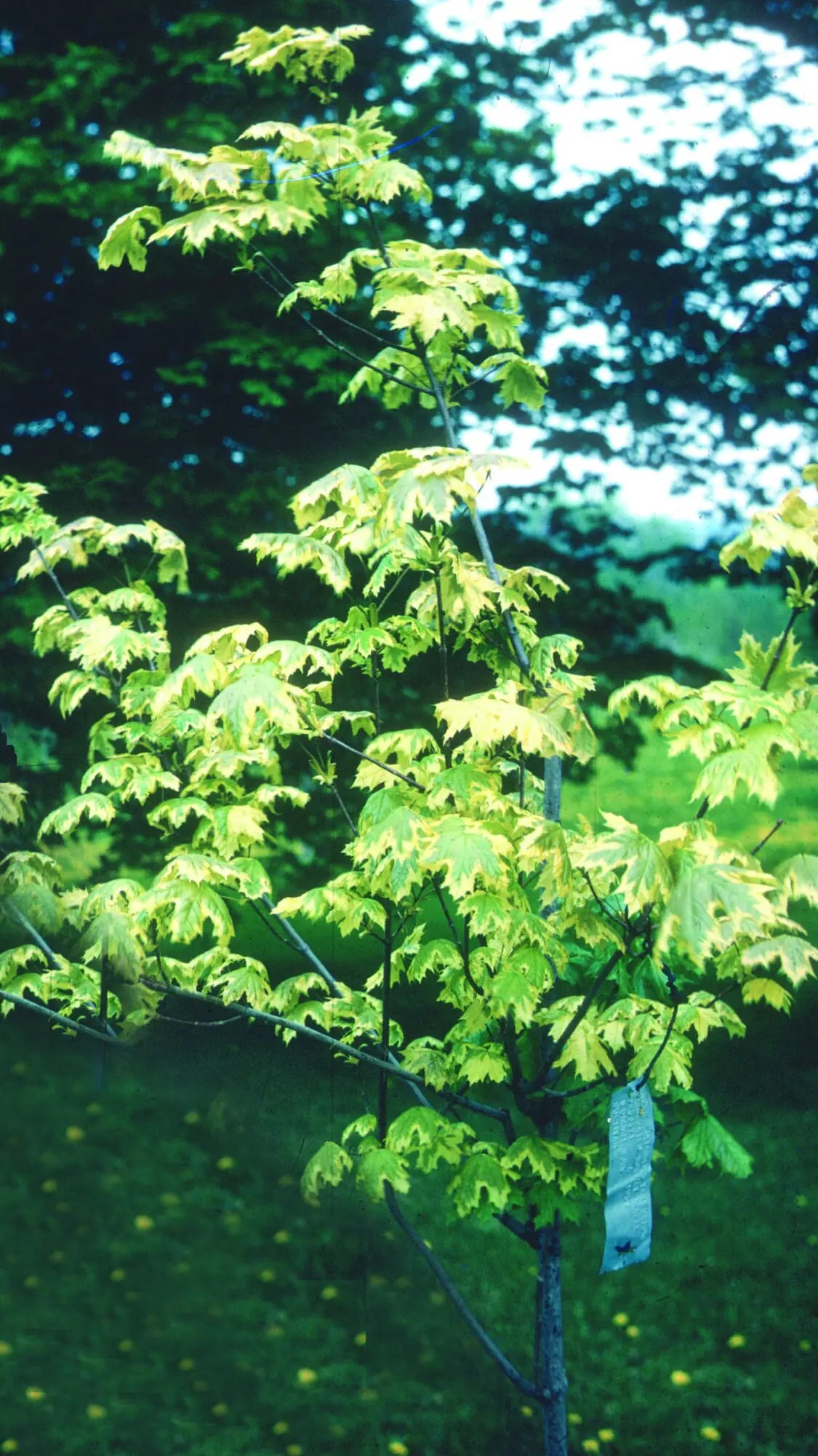 Variegated Norway Maple Plant Library Pahl's Market Apple Valley, MN