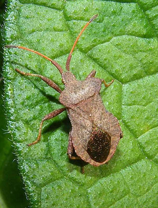 Squash Bugs Pahl's Market