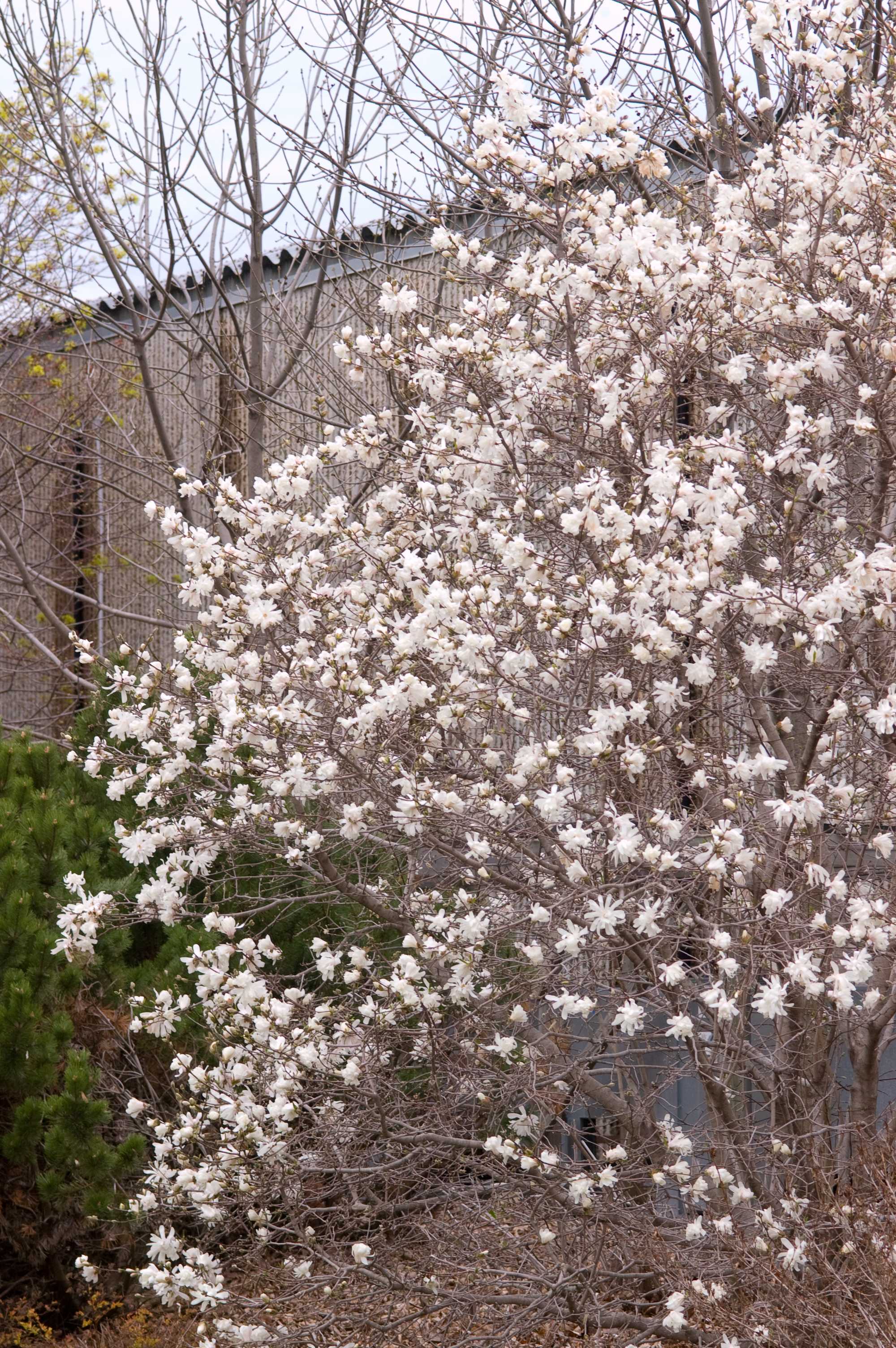 Merrill Magnolia Plant Library Pahl's Market Apple Valley, MN