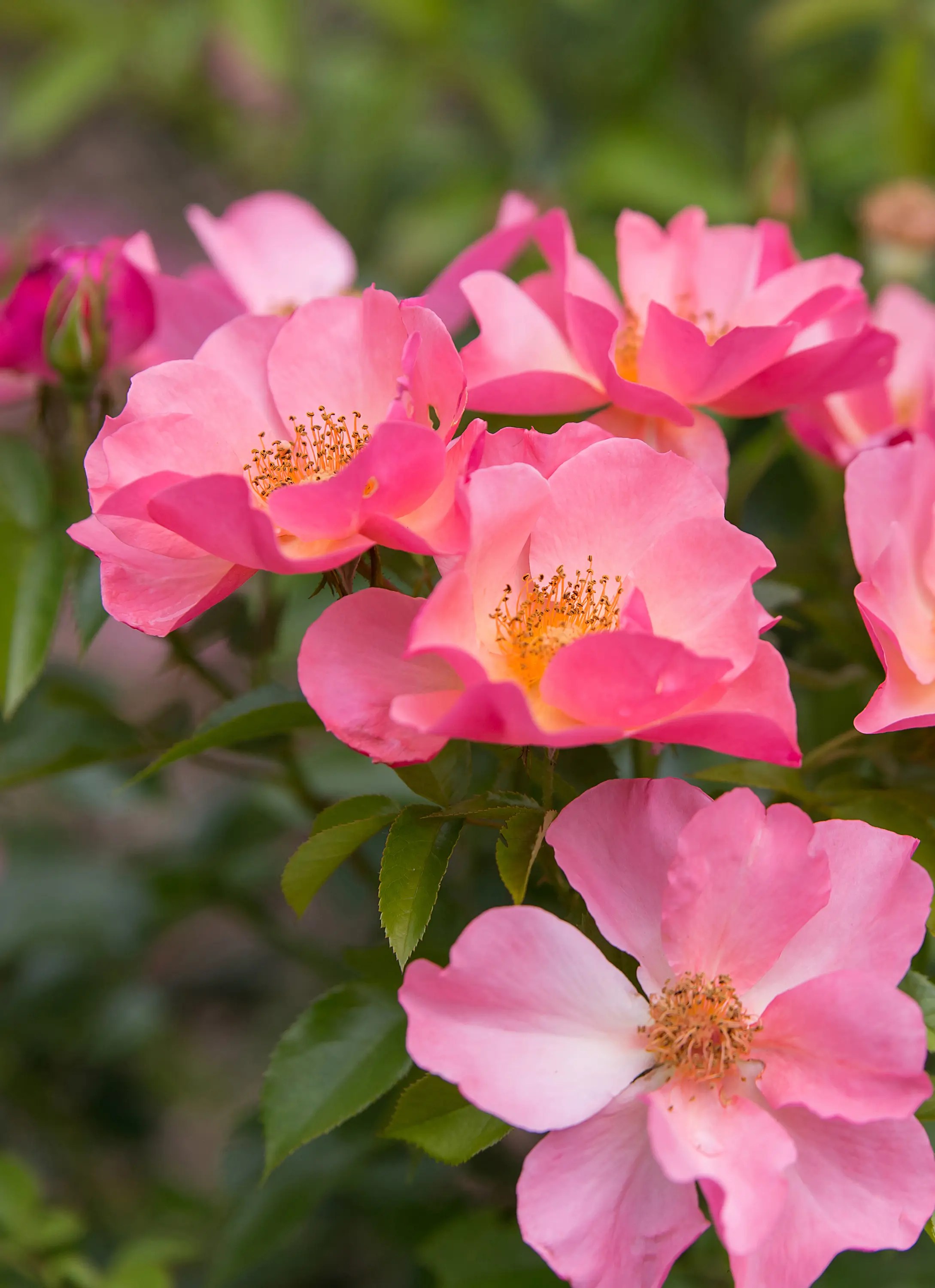All the Rage Rose Plant Library Pahl's Market Apple Valley, MN