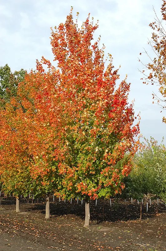 Inferno Sugar Maple Plant Library Pahl's Market Apple Valley, MN