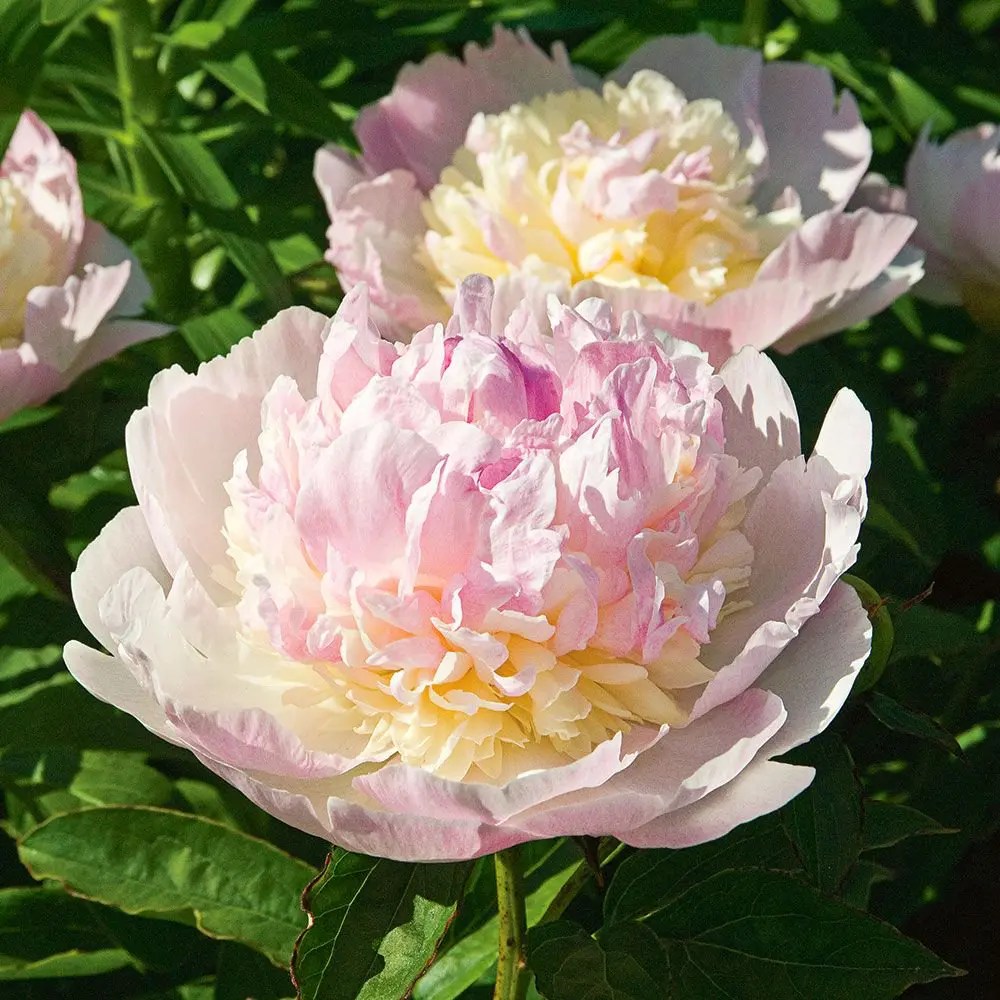 Raspberry Sundae Peony Plant Library Pahl's Market Apple Valley, MN