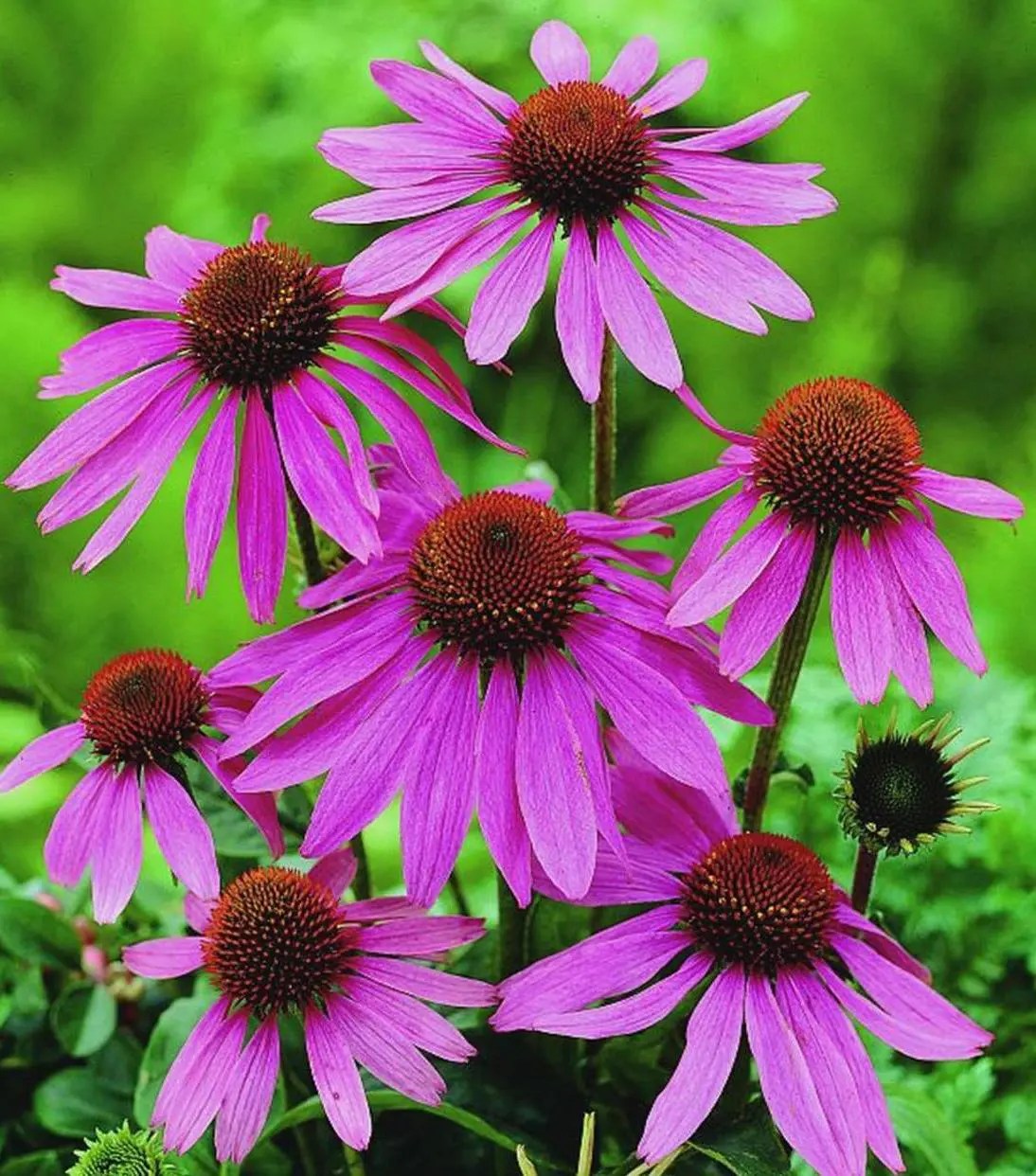Prairie Splendor Coneflower Plant Library Pahl's Market Apple
