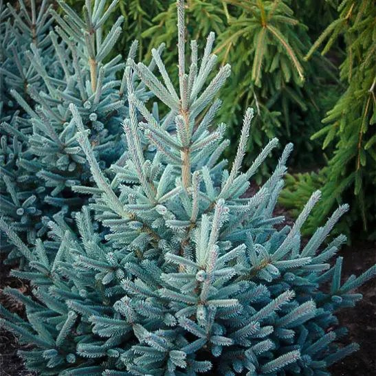 Sherwood Compact Norway Spruce Pahl's Market Apple Valley, MN