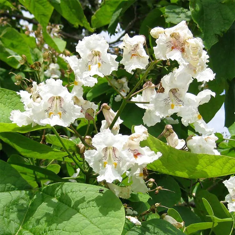 Catalpa Shop Pahl's Online