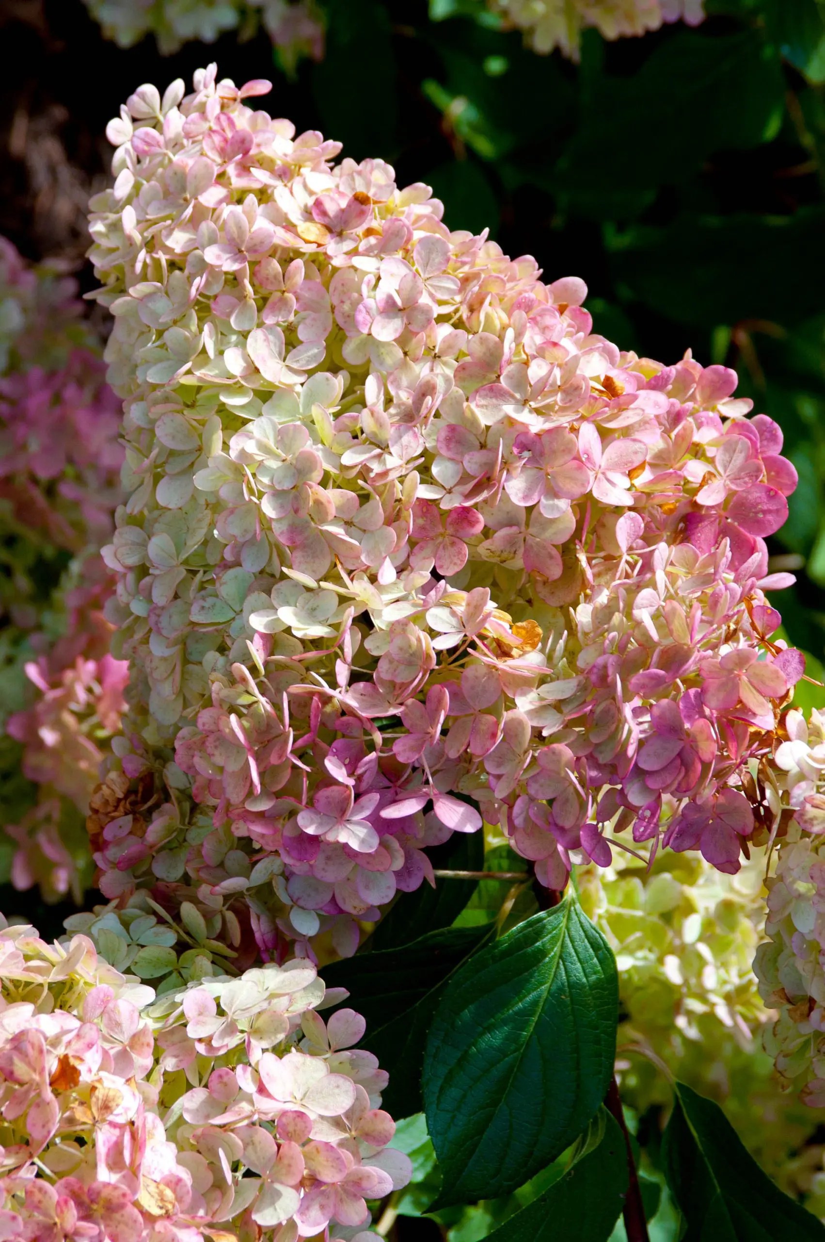 Vanilla Strawberry Hydrangea Pahl's Market Apple Valley, MN